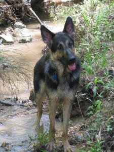 Kiba