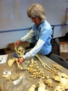Cindy assembling a complete skeleton.
