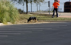 Kiba and Jeannette following a trail