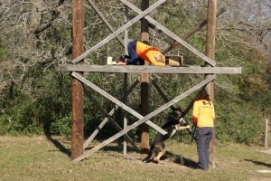 Kiba following trail to tower - Kocher seminar