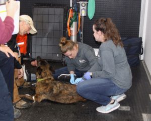 Vet students care for search canine