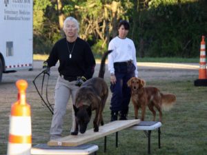 Canine walking across a plank